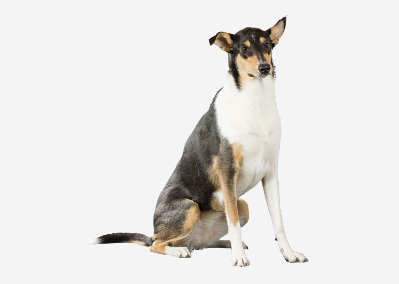 Smooth Collie