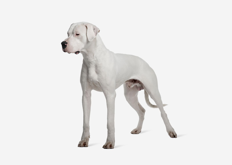 Dogo Argentino