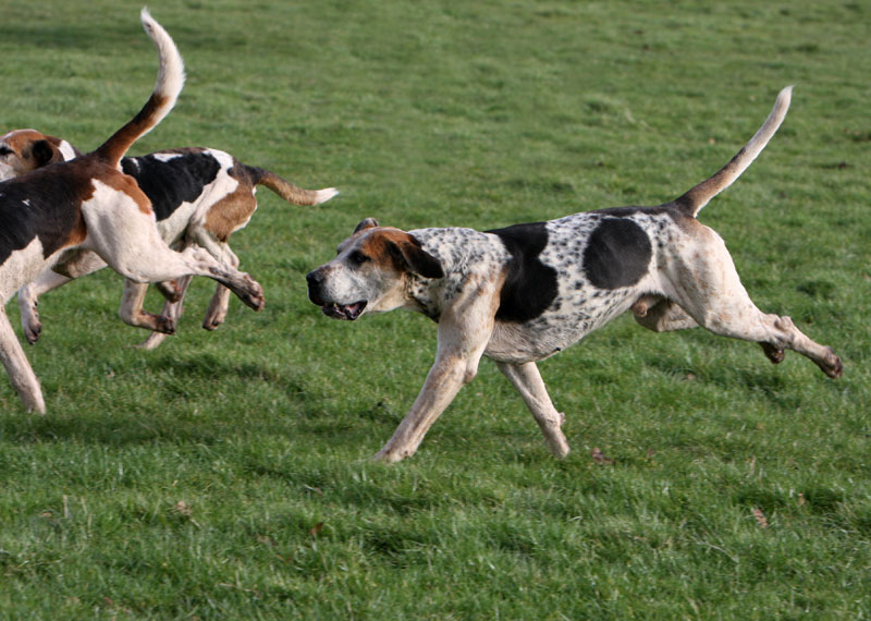 English Foxhound