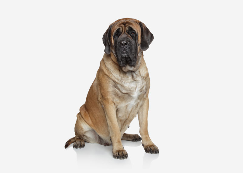 English Mastiff