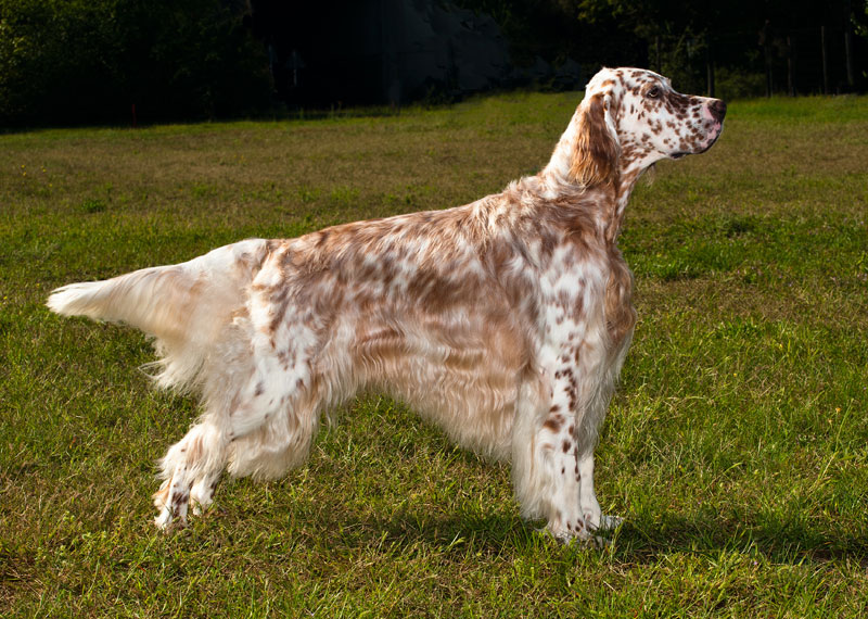 English Setter