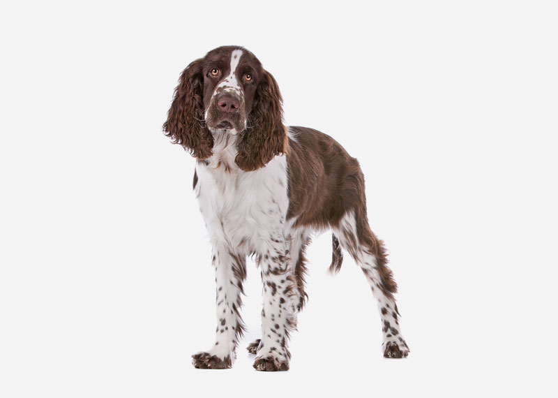 English Springer Spaniel