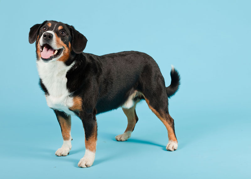 Entlebucher Mountain Dog