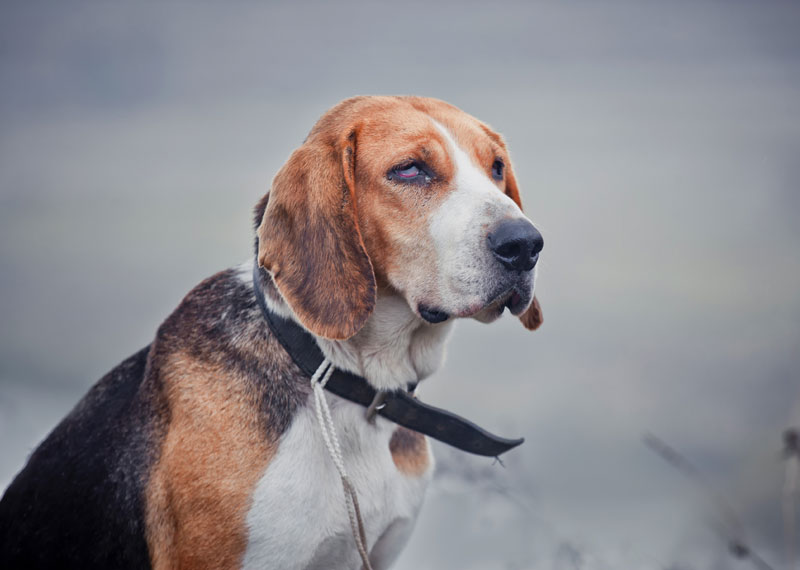 Estonian Hound