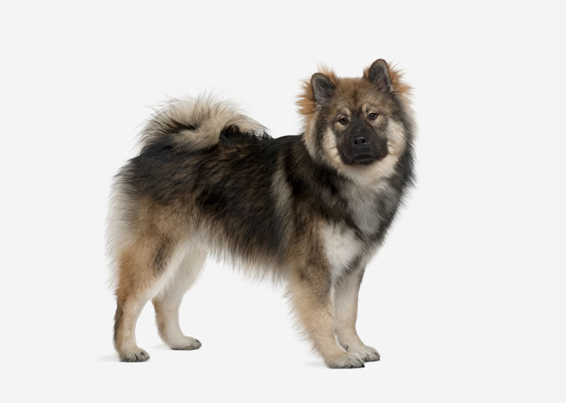 Eurasier