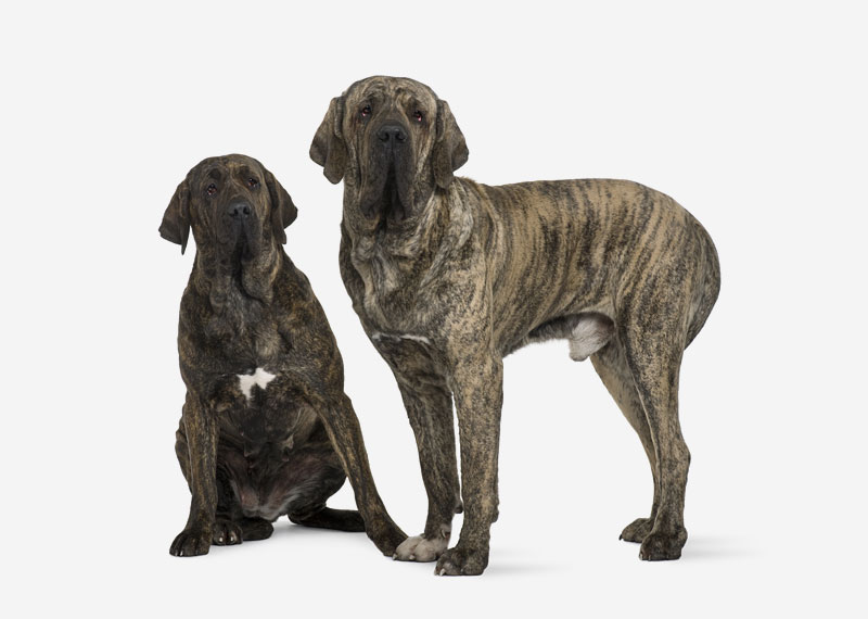 Europetnet - Fila Brasileiro