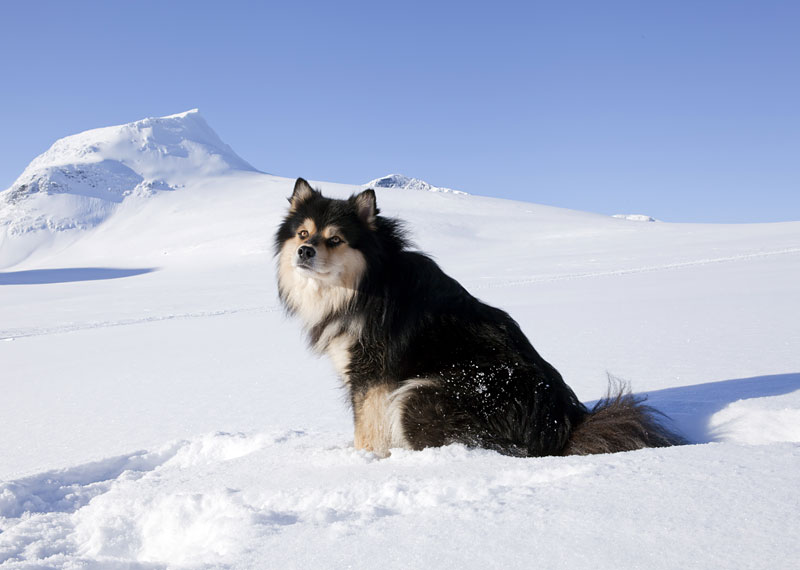 Finnish Lapphund