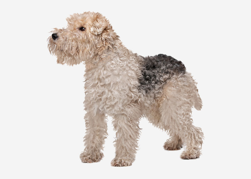 Wire Fox Terrier