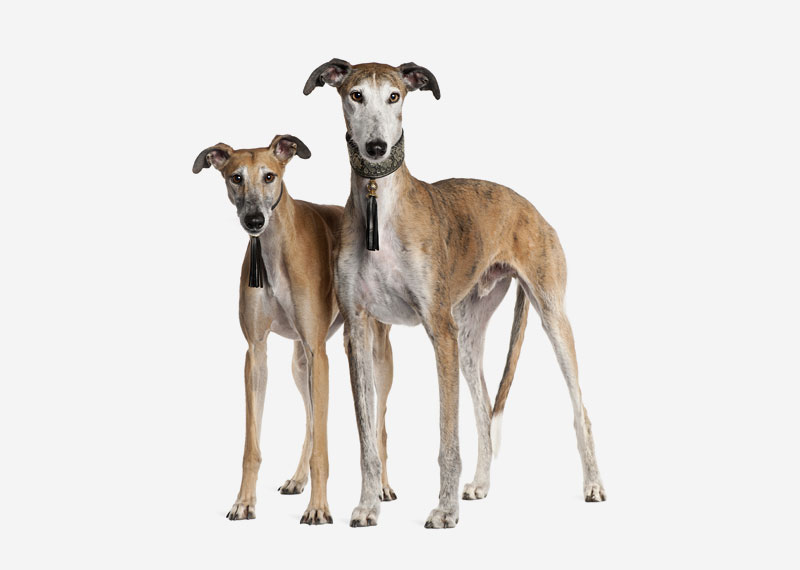 Galgo Español