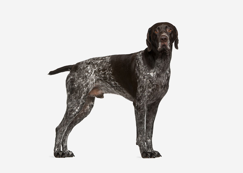 German Shorthaired Pointer