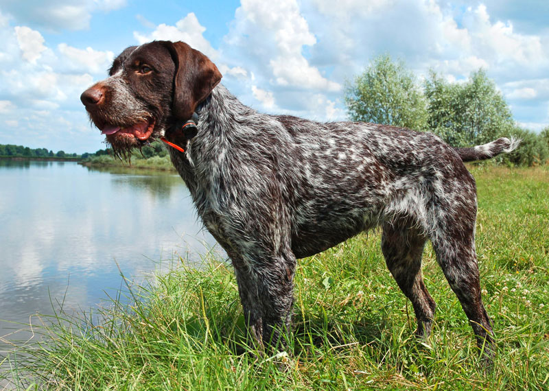 German Wirehaired Pointer