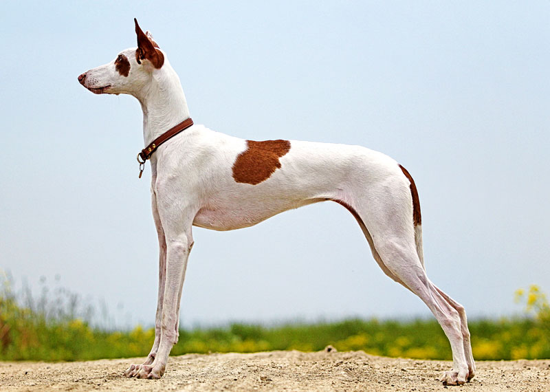 Ibizan Hound