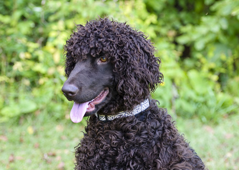 Irish Water Spaniel