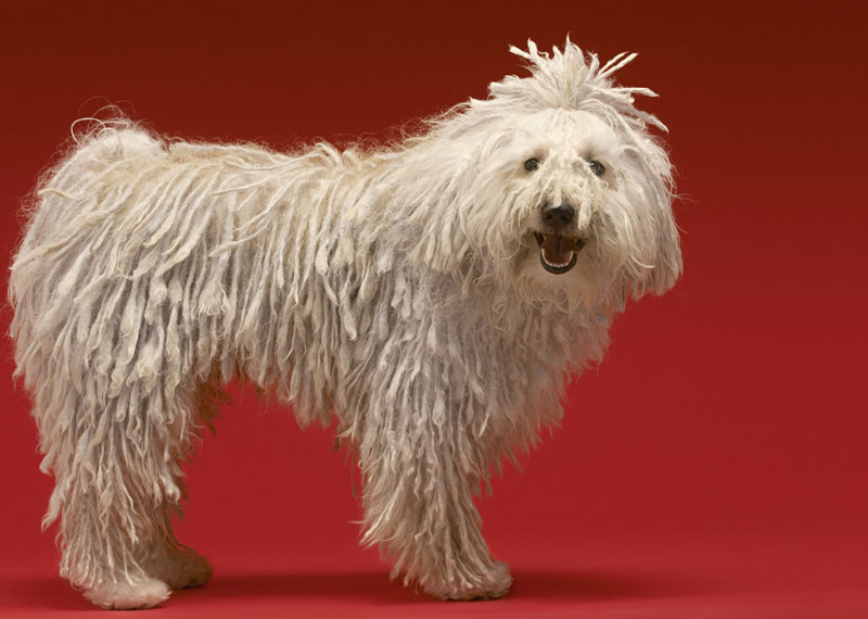 Komondor