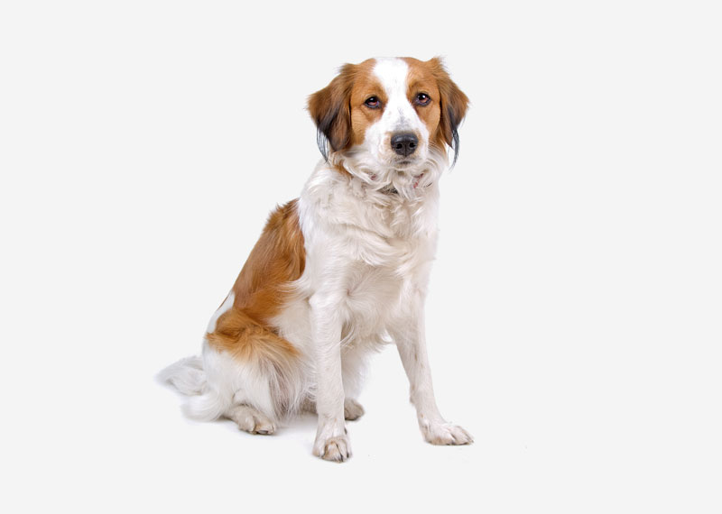 Kooikerhondje