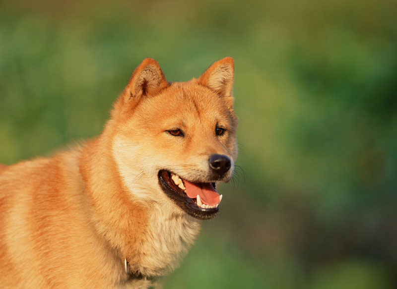 jindo dog