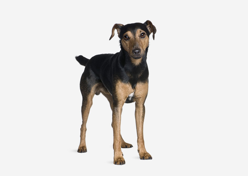 Manchester Terrier