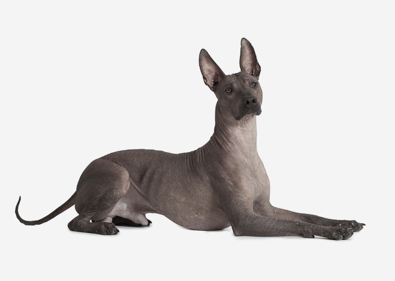 Mexican Hairless Dog