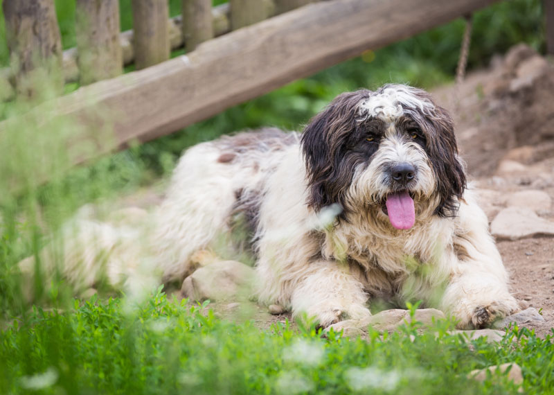 Romanian Mioritic Shepherd Dog