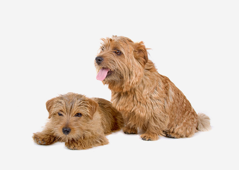 Norfolk Terrier