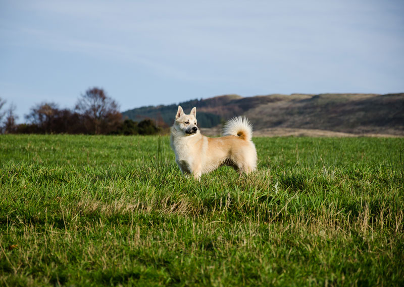 Norwegian Buhund