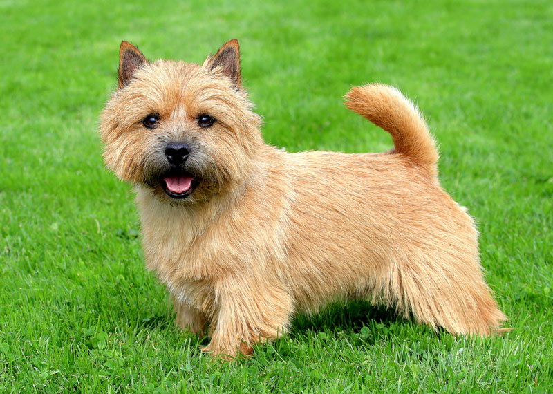 Norwich Terrier