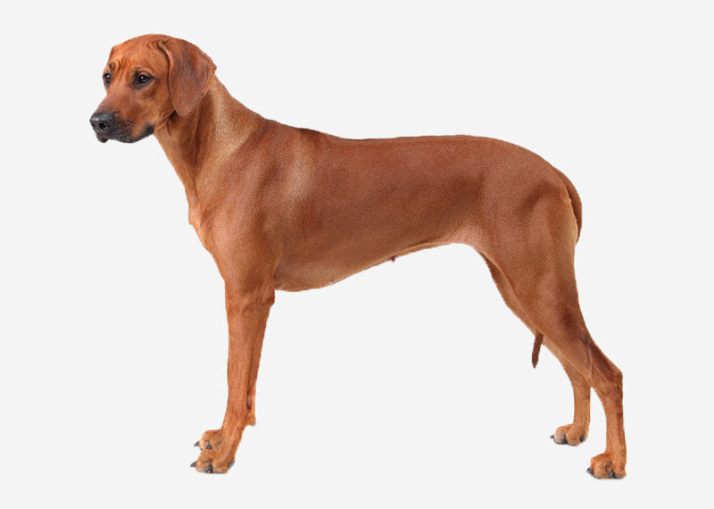 Rhodesian Ridgeback