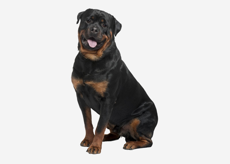 Rottweiler