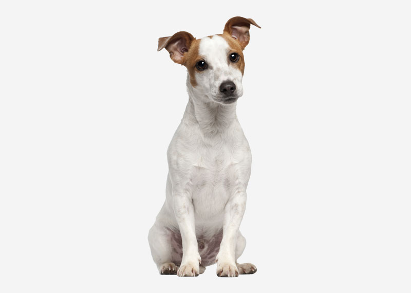 Russell Terrier