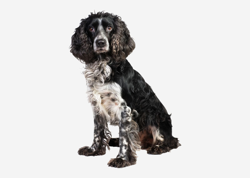 Russian Spaniel