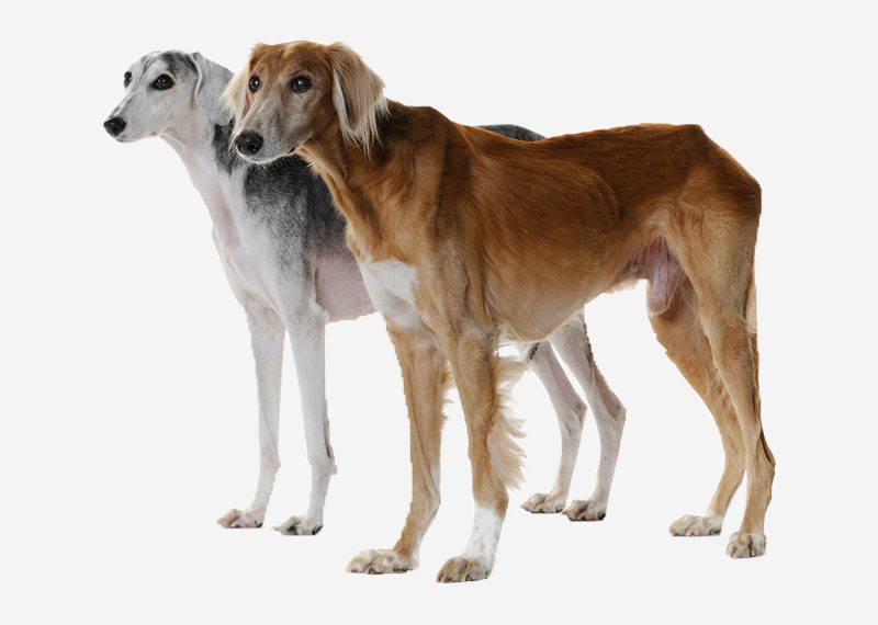 Saluki