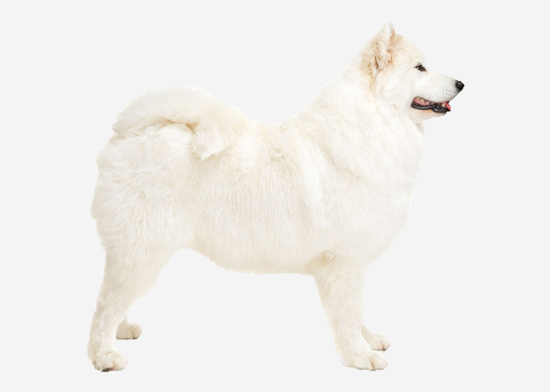 Samoyed