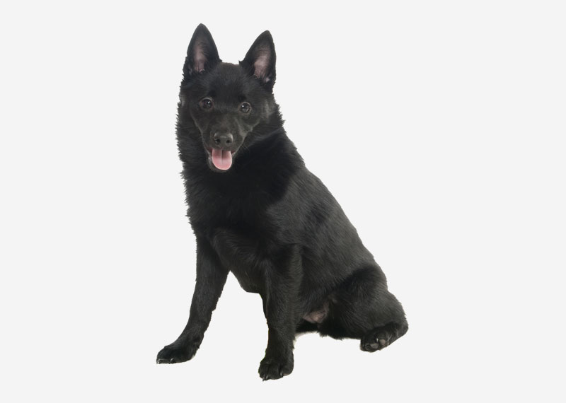 Schipperke