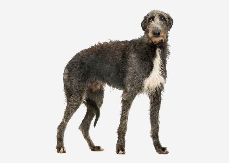 Scottish Deerhound