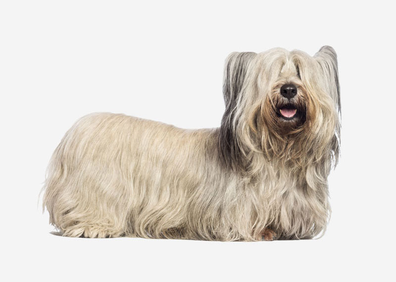 Skye Terrier