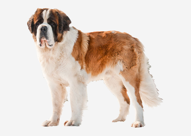 St. Bernard