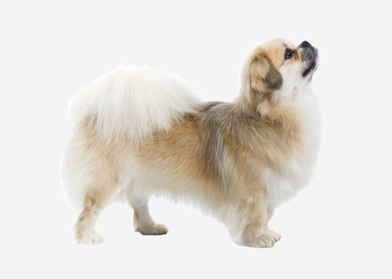 Tibetan Spaniel