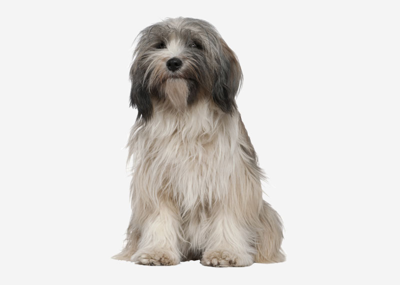 Tibetan Terrier