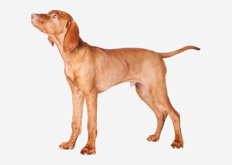 Vizsla