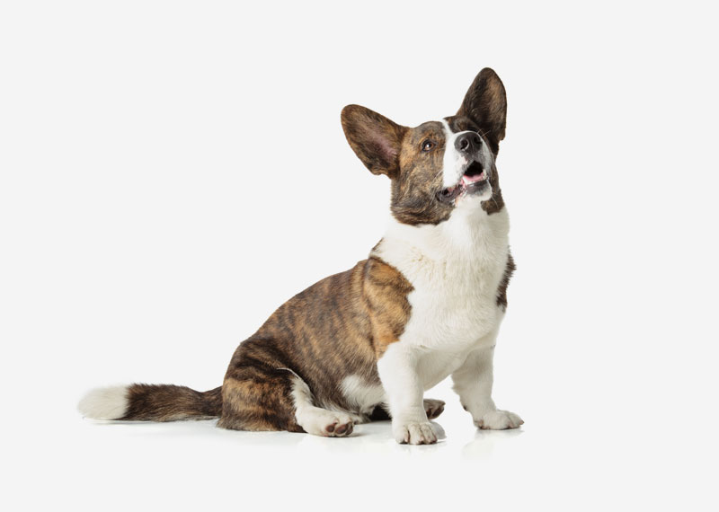 Cardigan Welsh Corgi