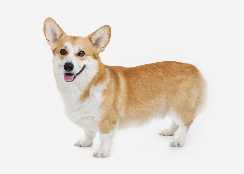 Europetnet - Pembroke Welsh Corgi