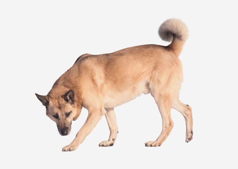 West Siberian Laika